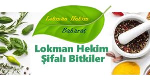 lokmanhekim